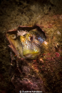 Colorful blenny curiously looking out of its den_Photo ta... by Susanna Randazzo 